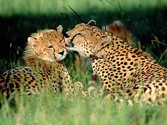 Grooming Cheetahs, Kenya